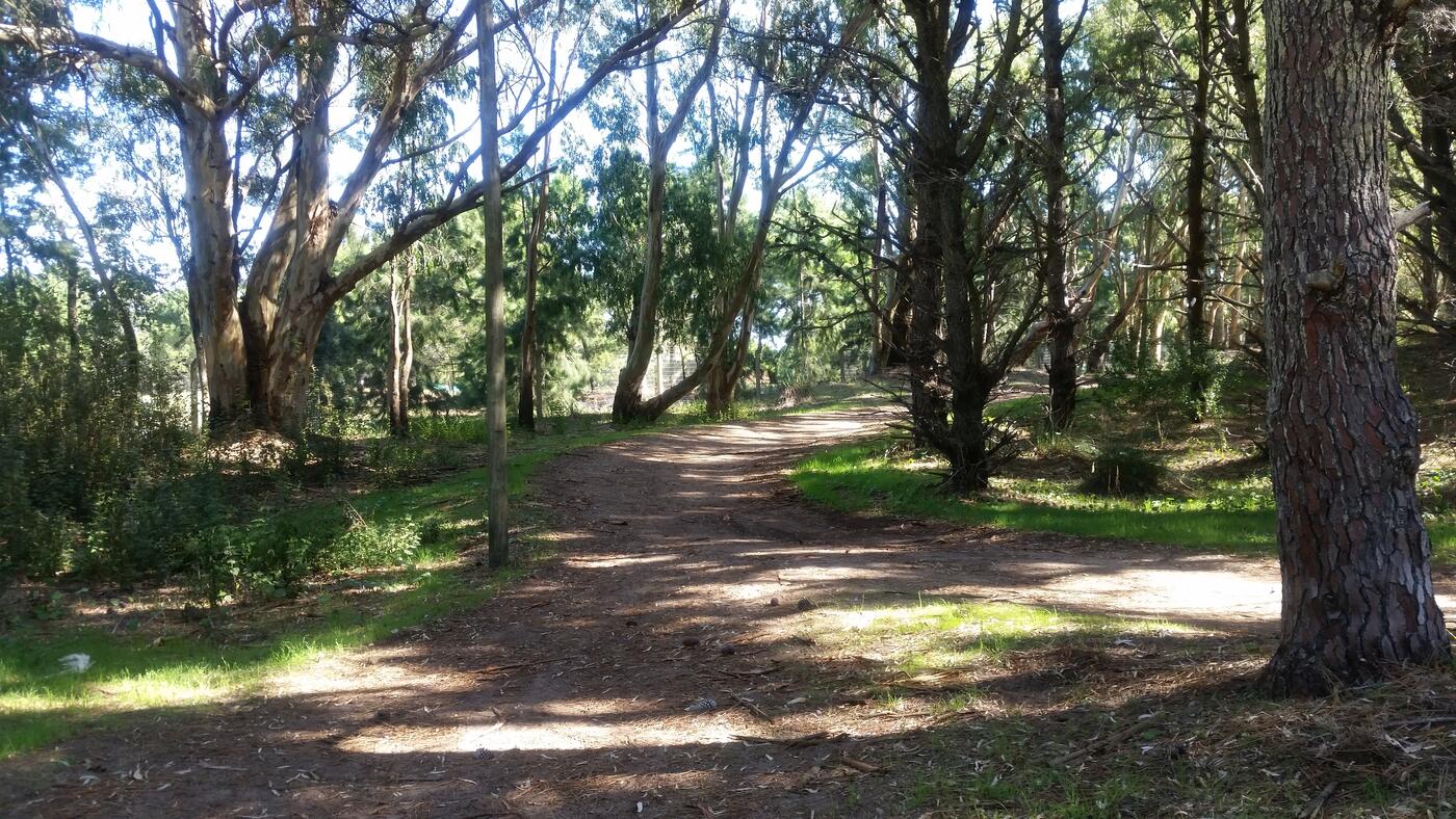 Pinos